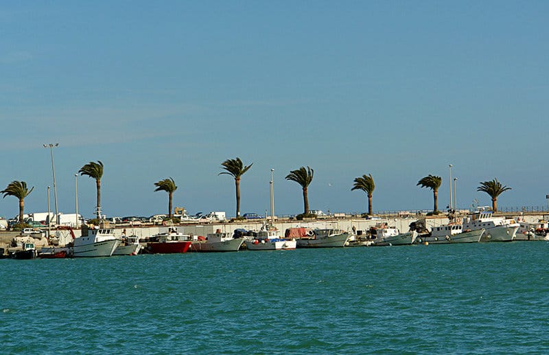 Palm trees during the wind in a port of Imperia