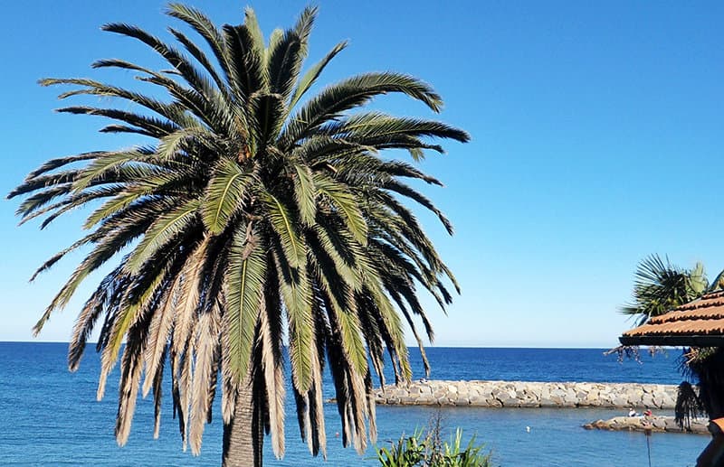 A palm tree next to the sea in San Lorenzo al Mare
