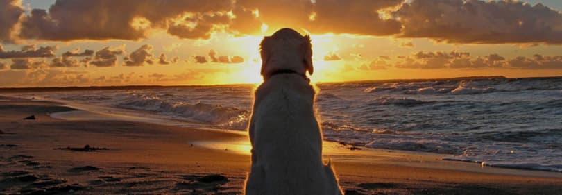 A dog is watching a sunset in Liguria