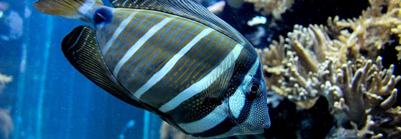 A beautiful fish in the aquarium of Genoa