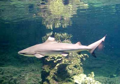 A small shark in Aquarium of Genoa in Liguria