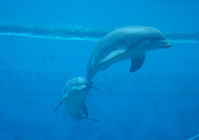 A dolphin in Aquarium of Genoa, Liguria
