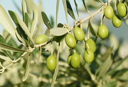 Green olives from Taggiasca olive tree