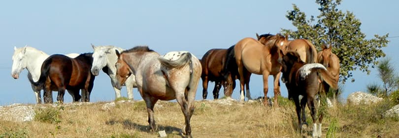 Horses are enjoying the nature