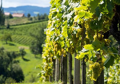 Wine growers in Liguria