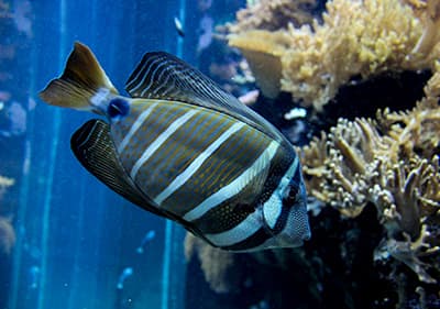 Fish in Aquarium of Genoa, Liguria