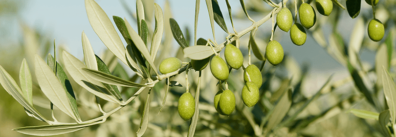 Olivenbaum und seine Oliven in Ligurien